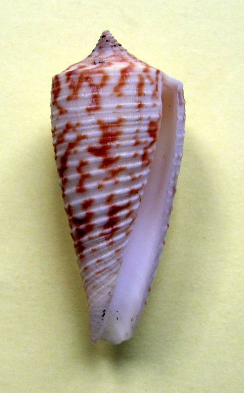 Conus (Phasmoconus) laterculatus   GB. Sowerby II, 1870 C_scul11