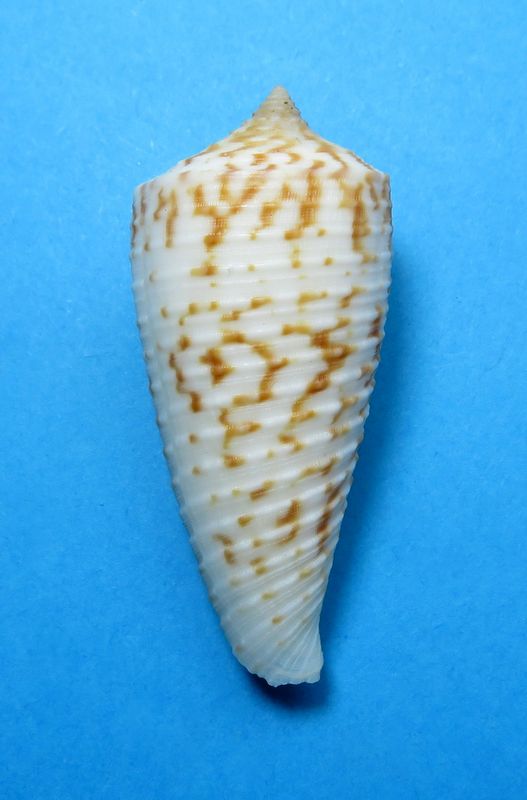 Conus deperditus - Conus (Phasmoconus) sculpturatus   Röckel & da Motta, 1986 C_scul14