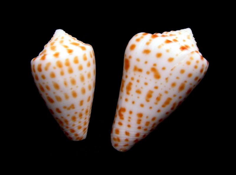 Conus (Lindaconus) proteus (Hwass in Bruguière 1792) voir spurius C_spur10
