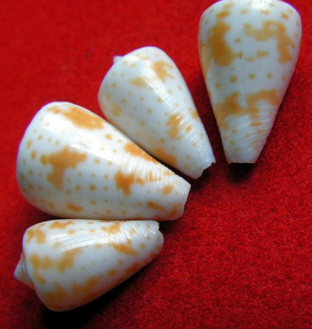 Conus (Lindaconus) spurius (Gmelin, 1791) C_spur12
