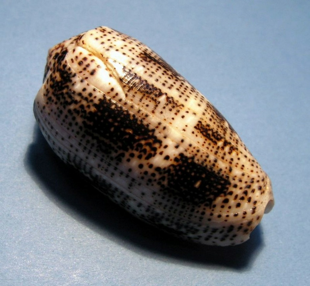 Conus (Pionoconus) stercusmuscarum   Linnaeus, 1758 C_ster10