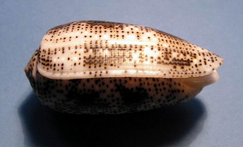 Conus (Pionoconus) stercusmuscarum   Linnaeus, 1758 C_ster12