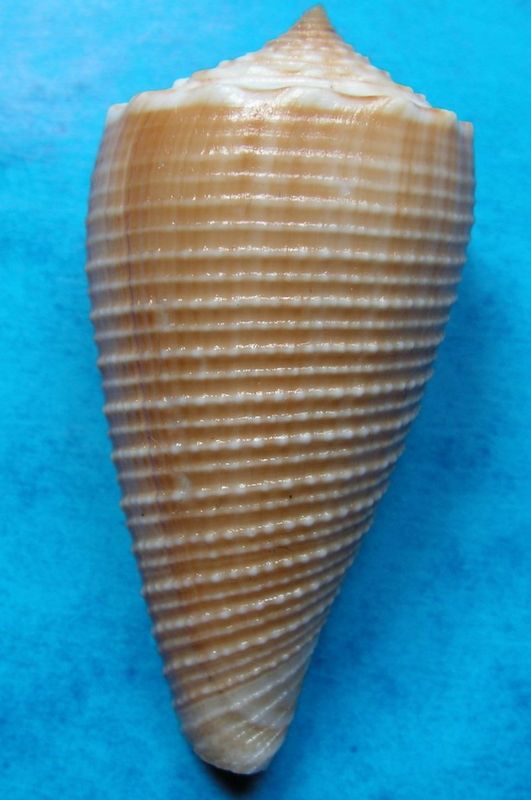 Conus (Asprella) sulcatus (Hwass in Bruguière, 1792) C_sulc10