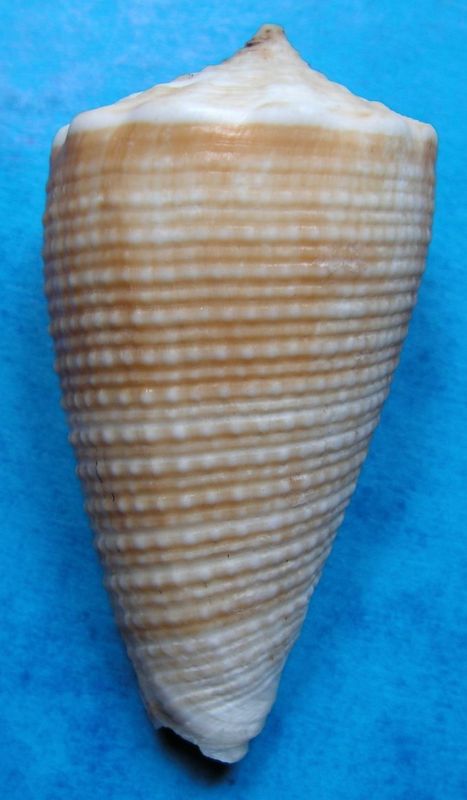 Conus (Asprella) sulcatus (Hwass in Bruguière, 1792) C_sulc11