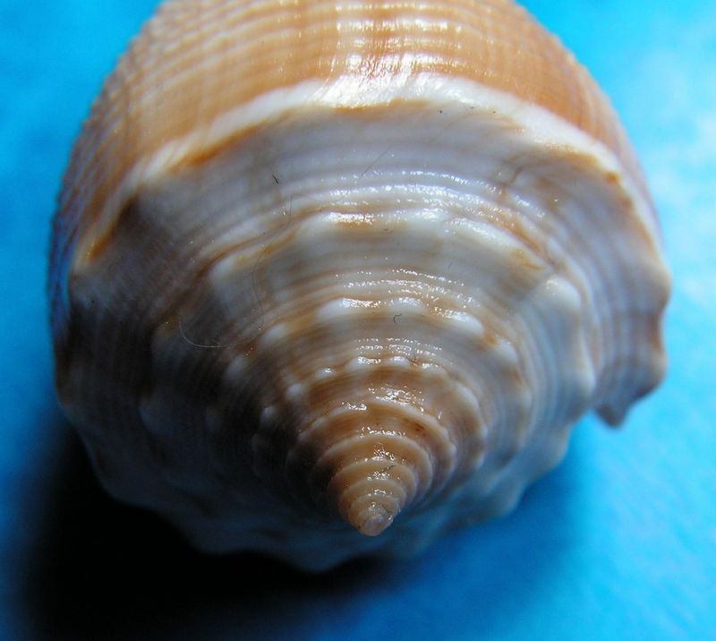 Conus (Asprella) sulcatus (Hwass in Bruguière, 1792) C_sulc12