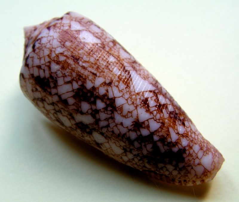 Conus (Cylinder) tagaroae - (Limpalaër & Monnier, 2013) C_taga10