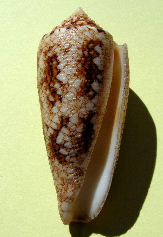 Conus (Cylinder) tagaroae - (Limpalaër & Monnier, 2013) C_taga11