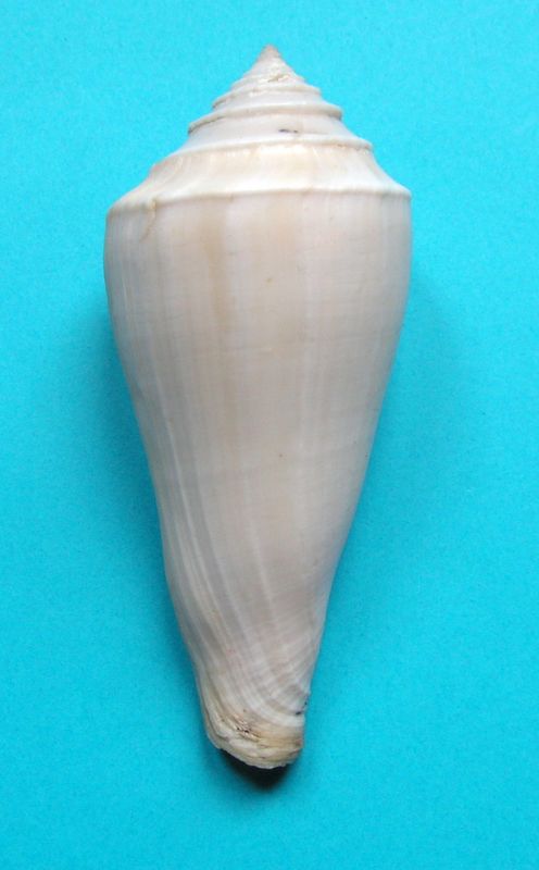 Profundiconus  neotorquatus   (da Motta 1985) C_tera10
