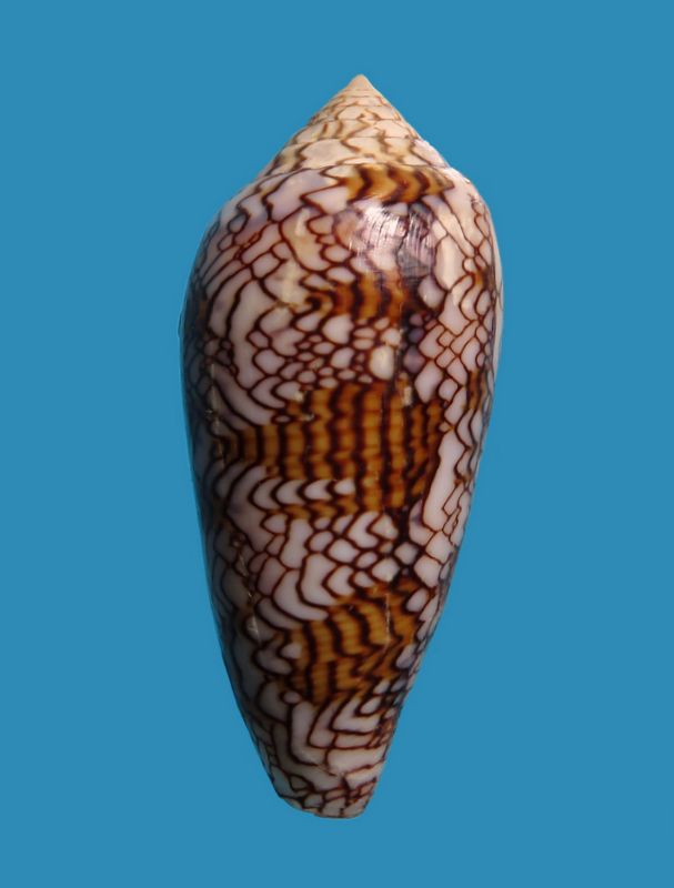 Conus (Cylinder) archiepiscopus pyramidalis   Lamarck, 1810 C_text13