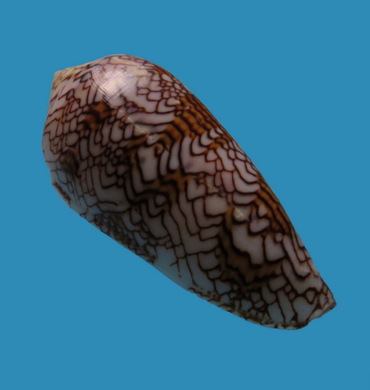 Conus (Cylinder) archiepiscopus pyramidalis   Lamarck, 1810 C_text17