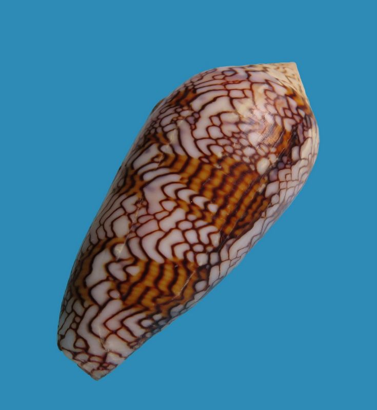 Conus (Cylinder) archiepiscopus pyramidalis   Lamarck, 1810 C_text18