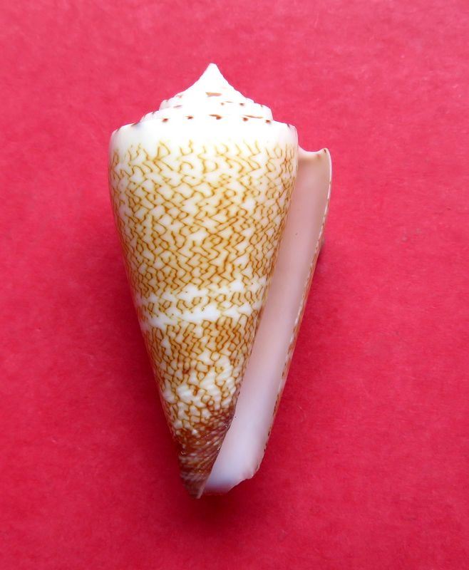 Conus (Calibanus) Thalassiarchus azona  Wills, 1972 C_thal14