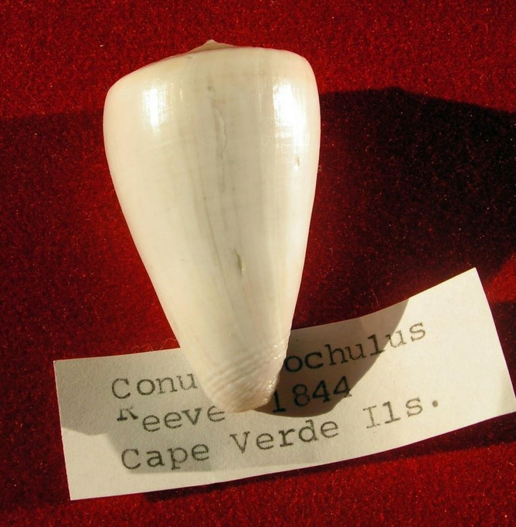 Trovaoconus trochulus (Reeve, 1844) C_troc11