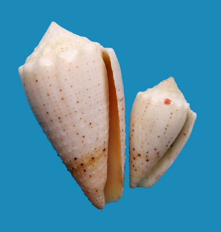 Conus (Strategoconus) varius   Linnaeus, 1758 C_vari13