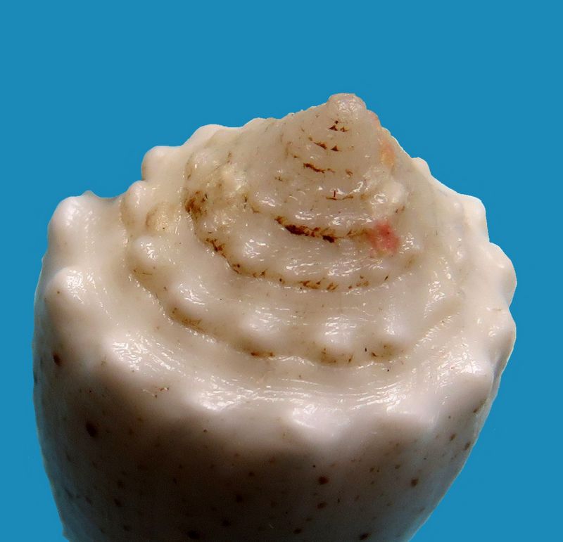 Conus (Strategoconus) varius   Linnaeus, 1758 C_vari14