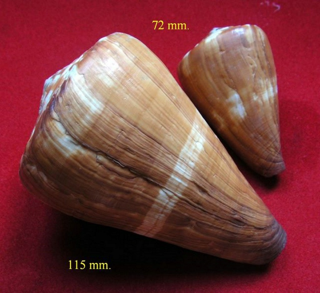 Conus (Rhizoconus) vexillum  Gmelin, 1791 C_vexi15