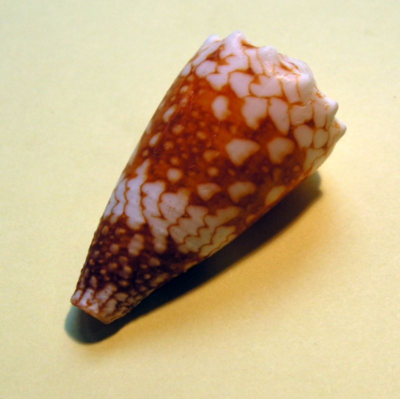 Conus (Conus) vidua cuyoensis f. mozoii (Lorenz & Barbier, 2012)  C_vidu11