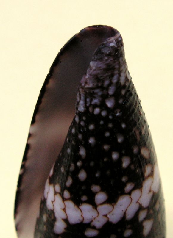 Conus (Conus) vidua cuyoensis (Lorenz & Barbier, 2012) C_vidu16