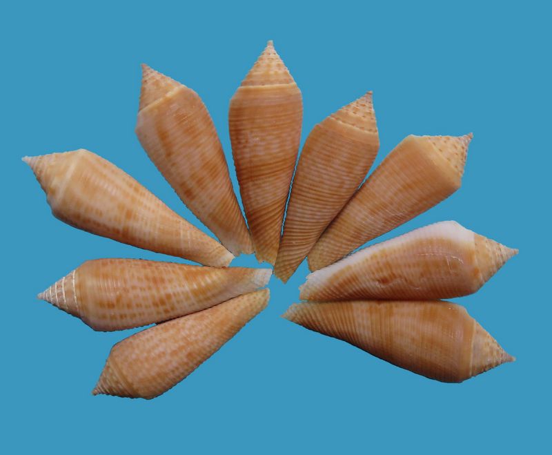 Conasprella (Fusiconus) viminea  (Reeve, 1849)  C_vimi10