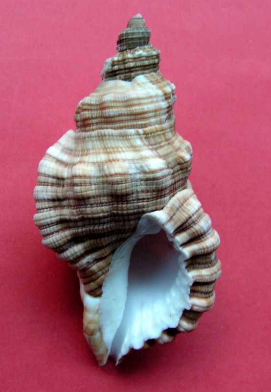 Cymatiidae Cabestana spengleri (Perry, 1811) Cabasp11