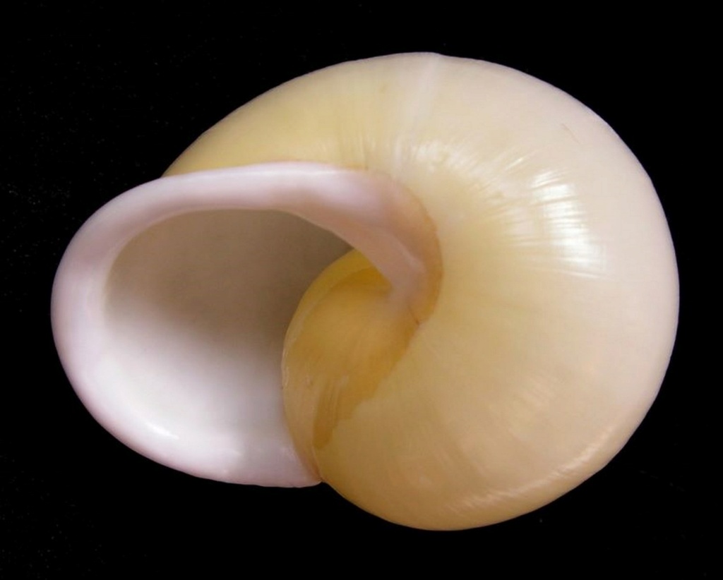 Helicostyla cailliaudi ferruginea (Deshayes, 1839) Calcca16