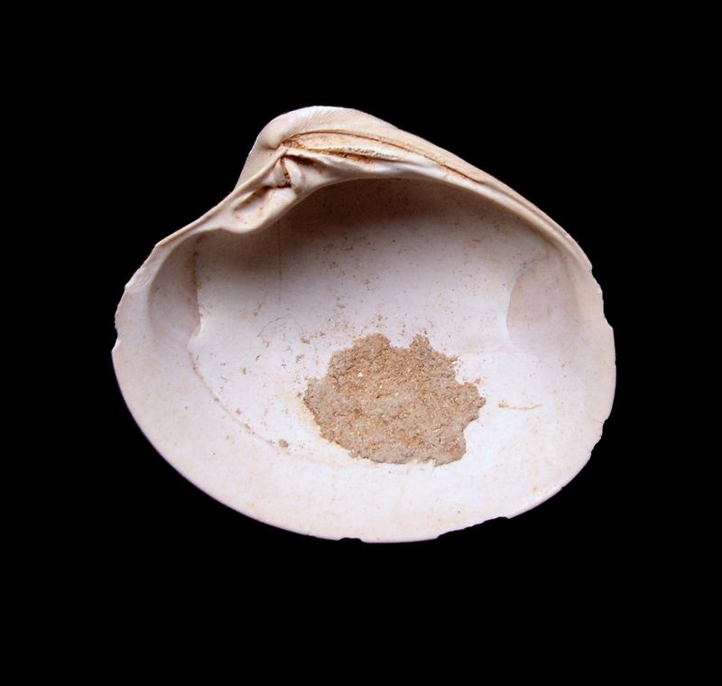 Veneridae - † Callista italica (Defrance, 1818) - Pliocène Italien Callit10