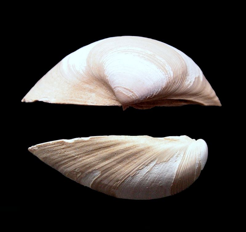 Veneridae - † Callista italica (Defrance, 1818) - Pliocène Italien Callit12