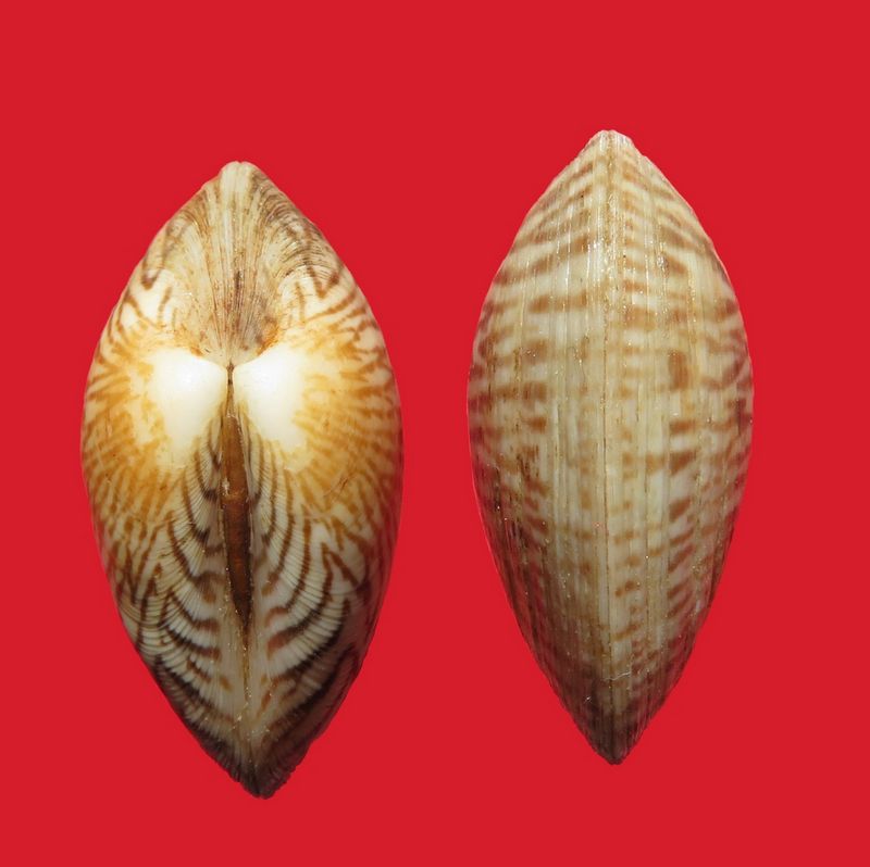 Callista phasianella (Deshayes, 1854) Callph15