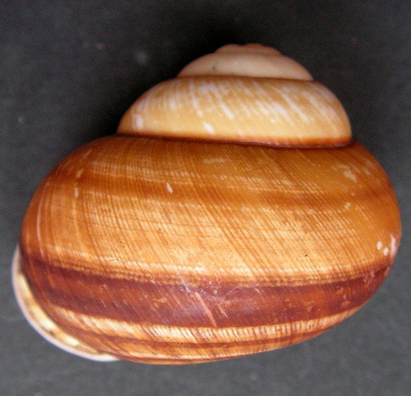 Calocochlia pan (Broderip, 1841) Calocp14
