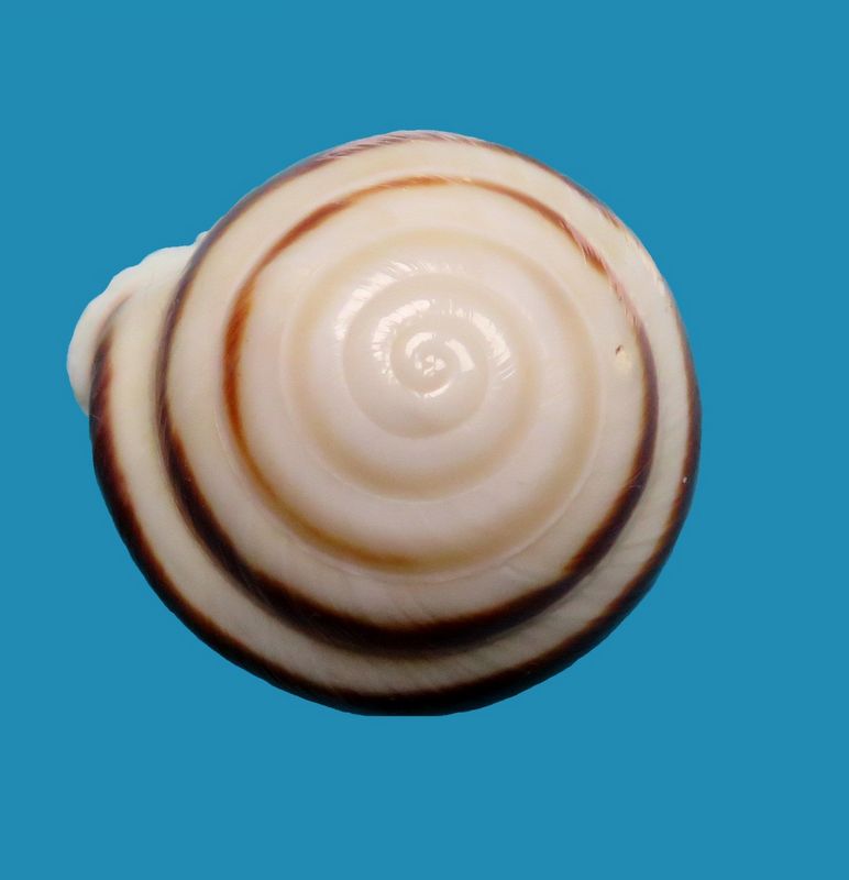 Caracolus marginella (Gmelin, 1791) Carama11