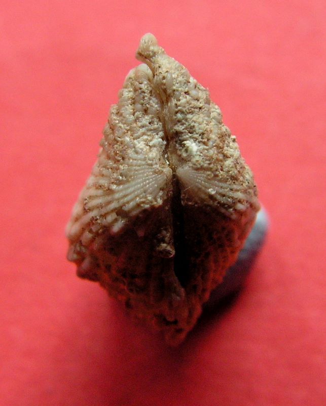 Cardita calyculata (Linnaeus, 1758) Cardca10
