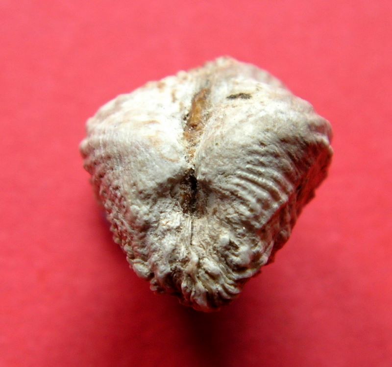 Cardita calyculata (Linnaeus, 1758) Cardca11
