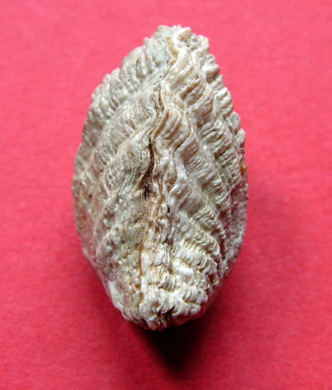 Cardita calyculata (Linnaeus, 1758) Cardca13