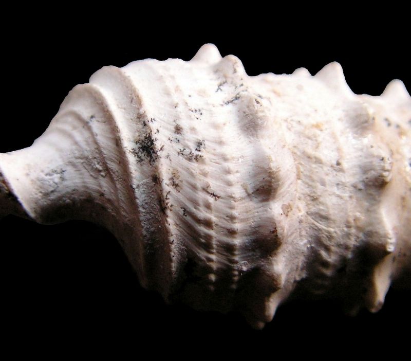 Cerithiidae - † Cerithium mutabile (Lamarck, 1804) - (Bassin Parisien) Cerimu11