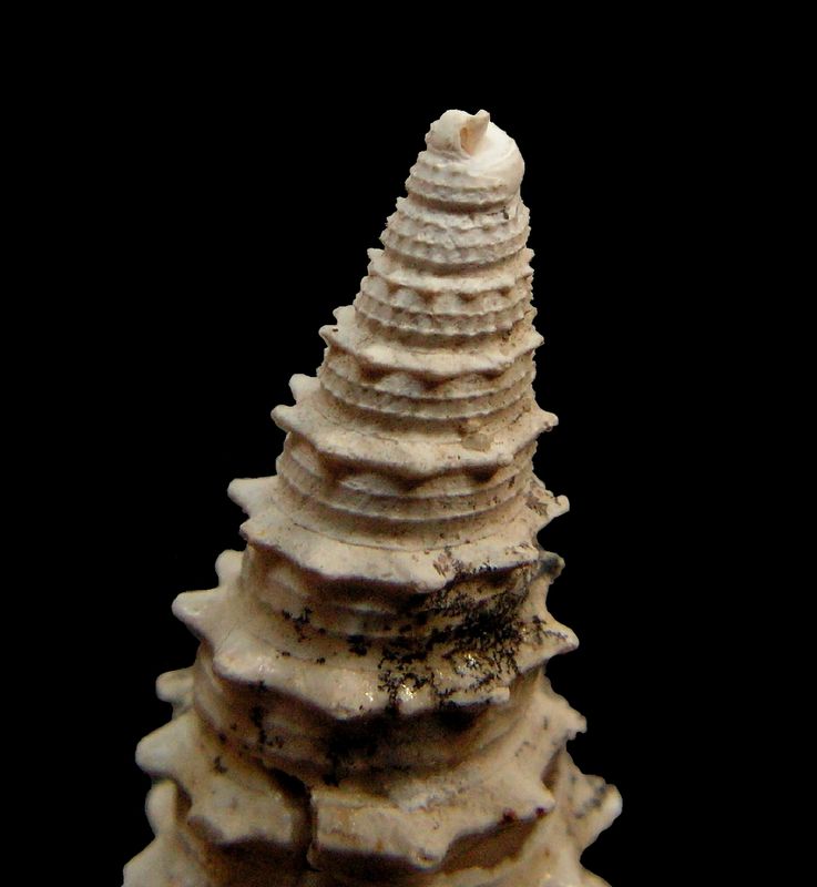 Cerithiidae - † Cerithium mutabile (Lamarck, 1804) - (Bassin Parisien) Cerimu12