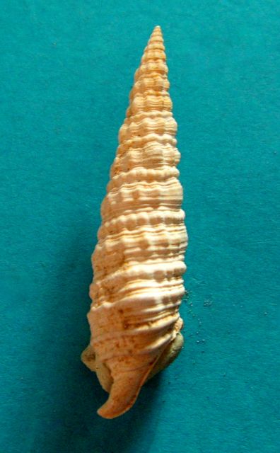 Cerithiidae - † Cerithium salmo (Basterot, 1825) Cerisa10