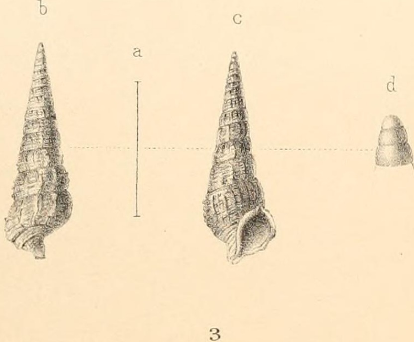 Cerithium phoxum Watson, 1880 Cerith10