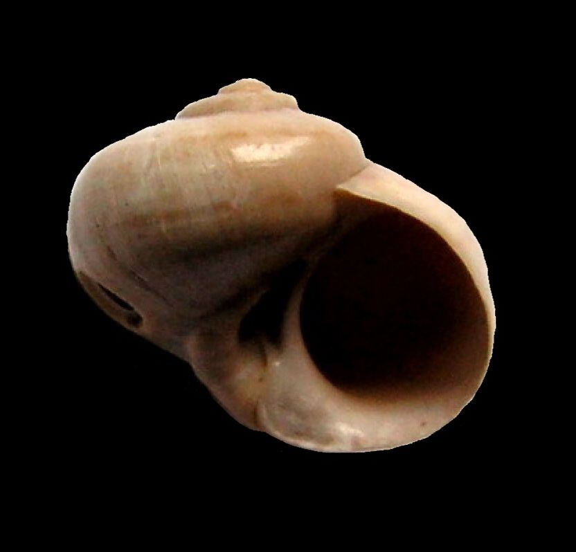Phasianelloidea - Colloniidae - Collonia (s.str.) picta (Grateloup, 1845) - Rupélien Collpi11