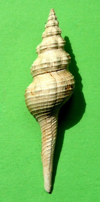 Fasciolariidae - † Coluzea dissimilis (Deshayes, 1864) - Plaisancien et Bassin Parisien Coludi10