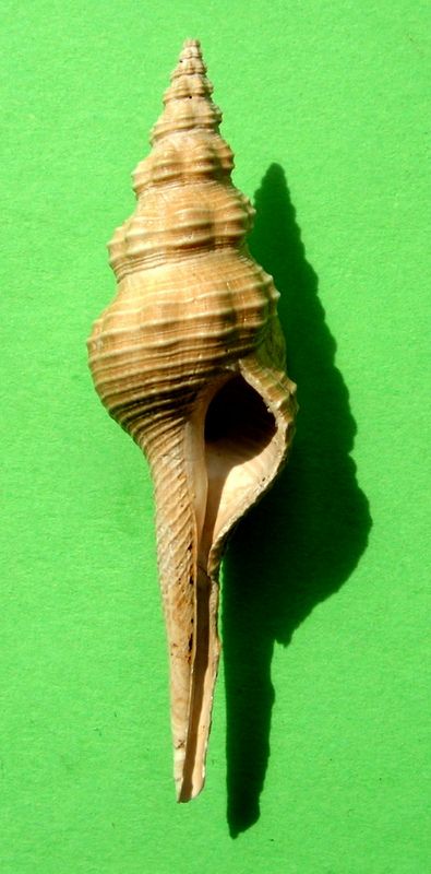 Fasciolariidae - † Coluzea dissimilis (Deshayes, 1864) - Plaisancien et Bassin Parisien Coludi11