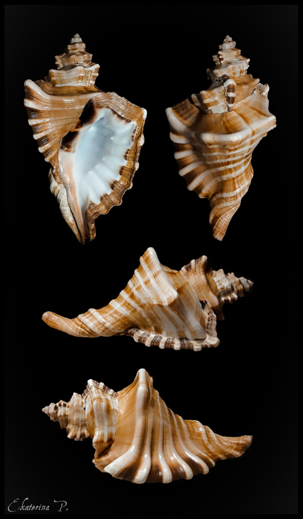 ranzanii - Cymatiidae Cymatium ranzanii (Bianconi, 1850)  Cymati14
