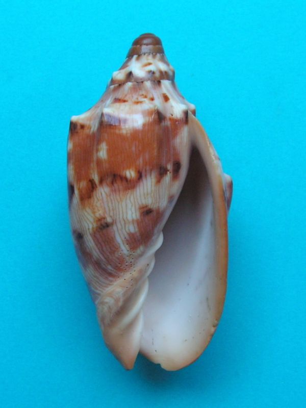 Cymbiola aulica - (Sowerby I, 1825) Cymbau10