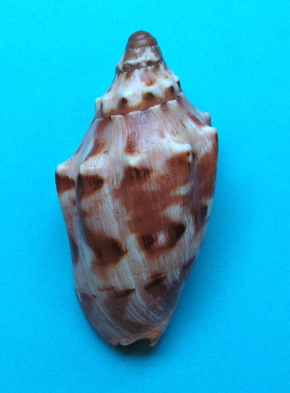 Cymbiola aulica (Sowerby I, 1825) Cymbau11