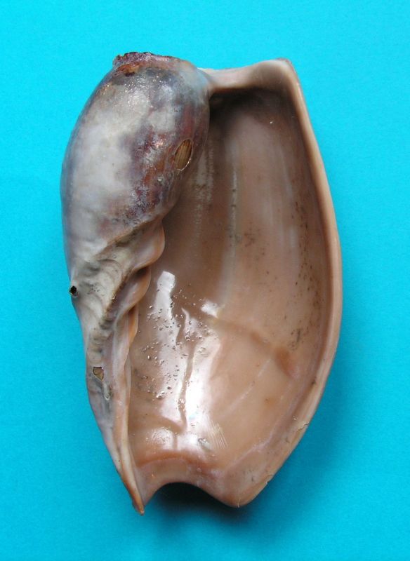 Cymbium pachyus (Pallary 1930) Cymbpa10