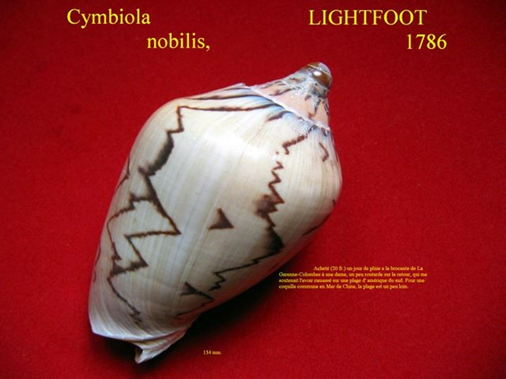 Cymbiola nobilis - (Lightfoot, 1786) Cymnob10