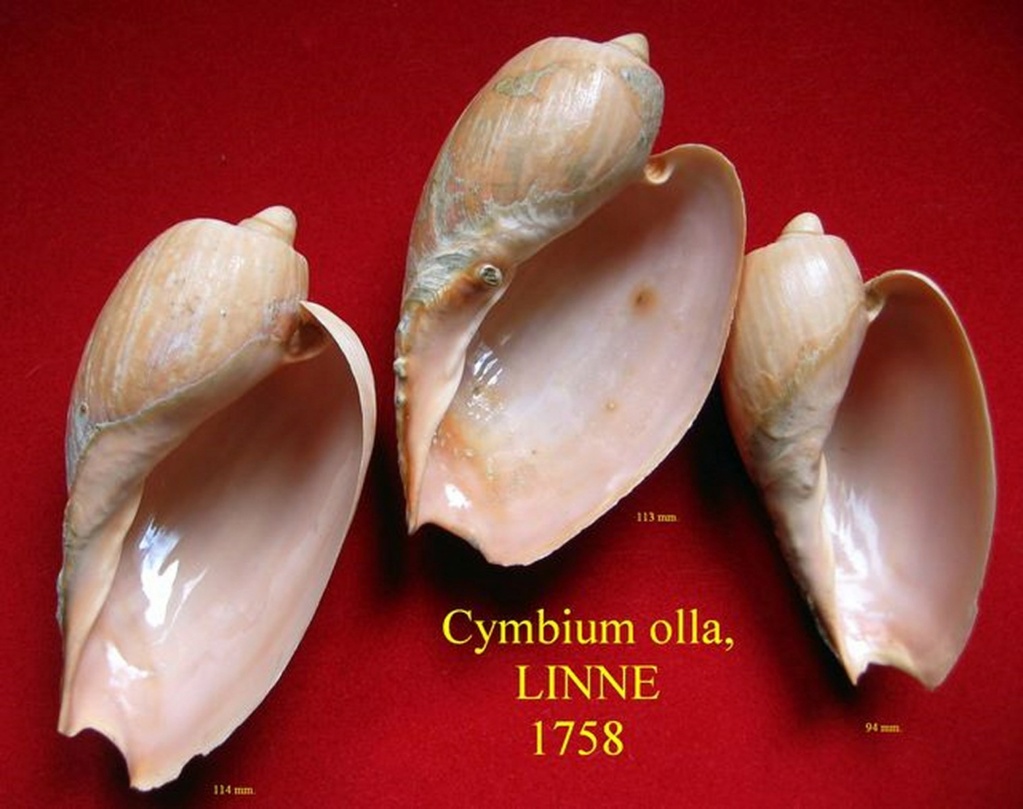 Cymbium olla (Linnaeus, 1758) Cymola19