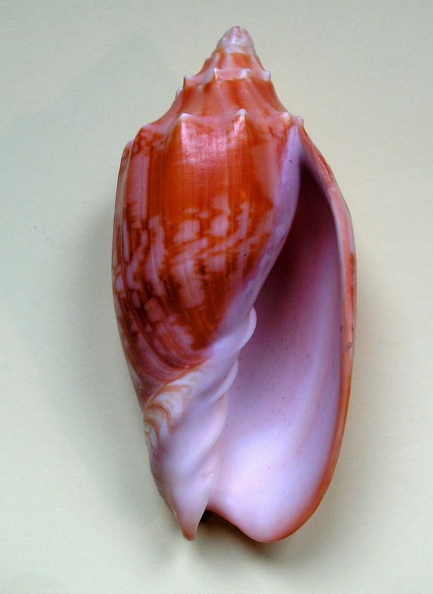 Cymbiola vespertilio matiyensis - Douté, H., 1995 Cymves20