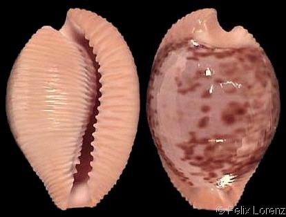 Cypraeovula kesslerorum Lorenz, 2006 - taxon inquirendum Cyprae13