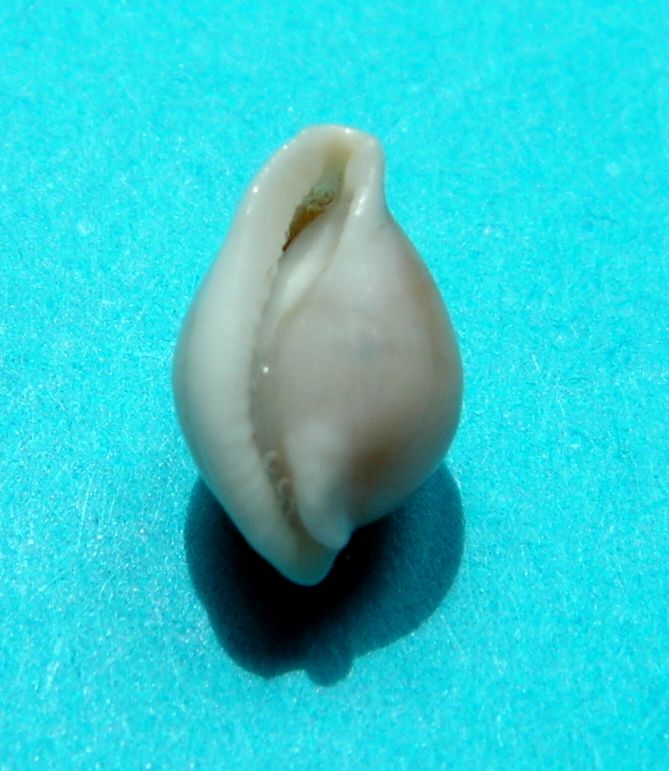 Diminovula alabaster (Reeve, 1865) Dimial13