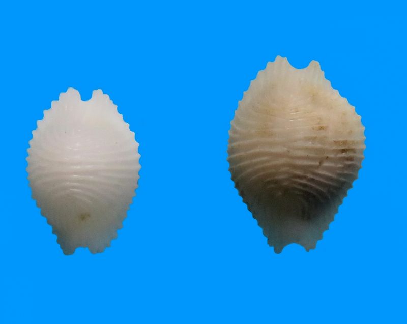 Dolichupis producta (Gaskoin, 1836) Dolupr10